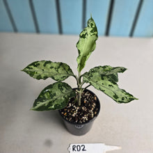 Load image into Gallery viewer, #RD2 Aglaonema Pictum Tricolor
