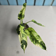 Load image into Gallery viewer, #RB2 Philodendron Jose Buono