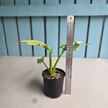Load image into Gallery viewer, #RB2 Philodendron Jose Buono