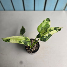 Load image into Gallery viewer, #RB2 Philodendron Jose Buono
