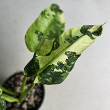 Load image into Gallery viewer, #RB2 Philodendron Jose Buono