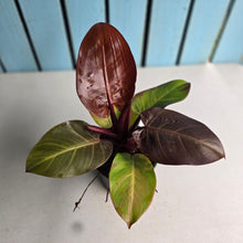 Load image into Gallery viewer, #RB10 Philodendron 'Sunlight'