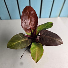 Load image into Gallery viewer, #RB10 Philodendron 'Sunlight'