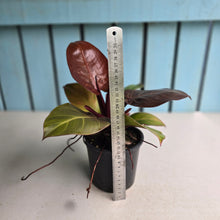 Load image into Gallery viewer, #RB10 Philodendron 'Sunlight'