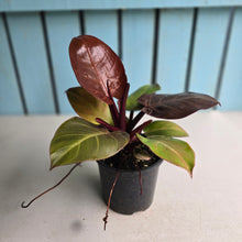 Load image into Gallery viewer, #RB10 Philodendron 'Sunlight'