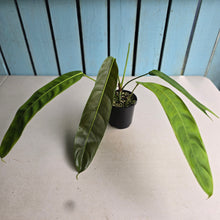 Load image into Gallery viewer, #RA16 Philodendron Patriciae