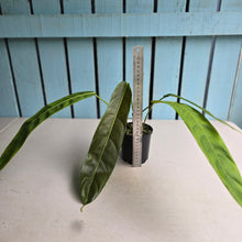 Load image into Gallery viewer, #RA16 Philodendron Patriciae