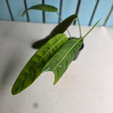 Load image into Gallery viewer, #RA16 Philodendron Patriciae