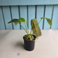 Load image into Gallery viewer, #RA16 Philodendron Patriciae
