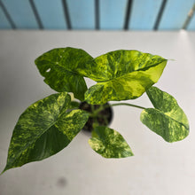 Load image into Gallery viewer, #D998 Variegated Alocasia Gageana