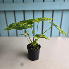 Load image into Gallery viewer, #D998 Variegated Alocasia Gageana