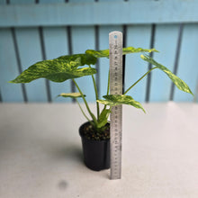 Load image into Gallery viewer, #D998 Variegated Alocasia Gageana