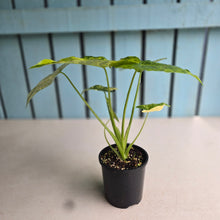Load image into Gallery viewer, #D998 Variegated Alocasia Gageana