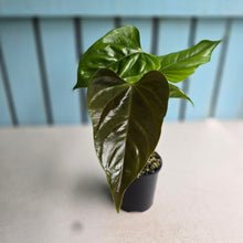 Load image into Gallery viewer, #R941 Anthurium Recavum