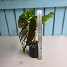 Load image into Gallery viewer, #R941 Anthurium Recavum