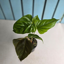 Load image into Gallery viewer, #R941 Anthurium Recavum