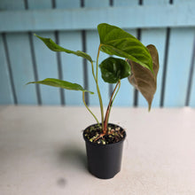 Load image into Gallery viewer, #R941 Anthurium Recavum
