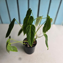Load image into Gallery viewer, #RD11 Philodendron Esmeraldense