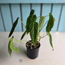 Load image into Gallery viewer, #RD11 Philodendron Esmeraldense