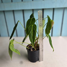Load image into Gallery viewer, #RD11 Philodendron Esmeraldense
