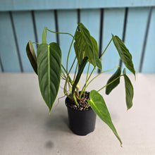 Load image into Gallery viewer, #RD11 Philodendron Esmeraldense