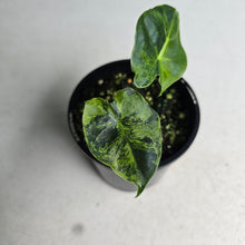 Load image into Gallery viewer, #R221 Alocasia Frydek Dorayaki Aurea - Round Form