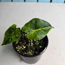 Load image into Gallery viewer, #R221 Alocasia Frydek Dorayaki Aurea - Round Form