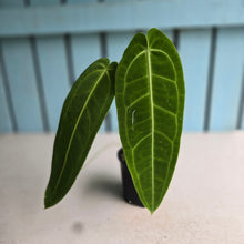 Load image into Gallery viewer, #R117 Anthurium Warocqueanum