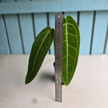 Load image into Gallery viewer, #R117 Anthurium Warocqueanum