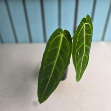 Load image into Gallery viewer, #R117 Anthurium Warocqueanum