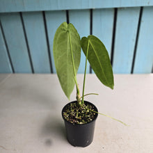 Load image into Gallery viewer, #R117 Anthurium Warocqueanum