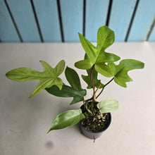 Load image into Gallery viewer, #R5 Philodendron Florida Ghost