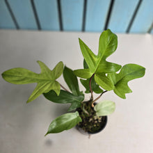Load image into Gallery viewer, #R5 Philodendron Florida Ghost