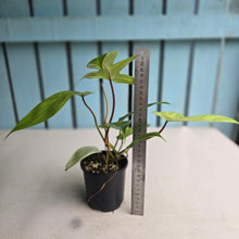 Load image into Gallery viewer, #R5 Philodendron Florida Ghost