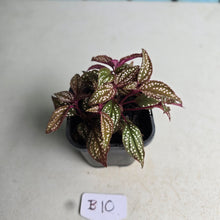 Load image into Gallery viewer, #B10 Sonerila Maculata