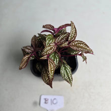 Load image into Gallery viewer, #B10 Sonerila Maculata
