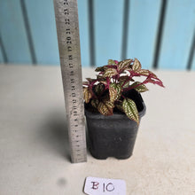 Load image into Gallery viewer, #B10 Sonerila Maculata
