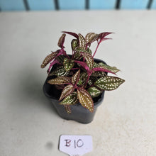 Load image into Gallery viewer, #B10 Sonerila Maculata