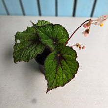 Load image into Gallery viewer, #P93 Begonia Unknown