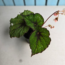 Load image into Gallery viewer, #P93 Begonia Unknown
