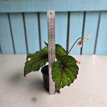 Load image into Gallery viewer, #P93 Begonia Unknown