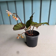 Load image into Gallery viewer, #P93 Begonia Unknown