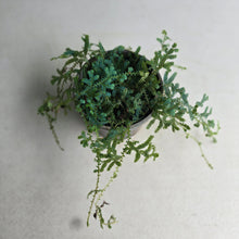 Load image into Gallery viewer, #G11 Selaginella Uncinata