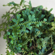 Load image into Gallery viewer, #G11 Selaginella Uncinata
