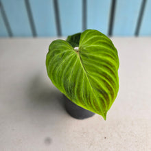 Load image into Gallery viewer, #G5 Philodendron Verrucosum