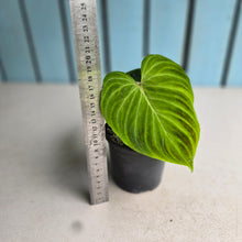 Load image into Gallery viewer, #G5 Philodendron Verrucosum