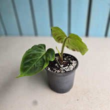 Load image into Gallery viewer, #G5 Philodendron Verrucosum