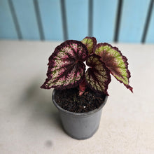 Load image into Gallery viewer, #H55 Begonia Unknown