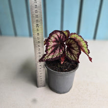 Load image into Gallery viewer, #H55 Begonia Unknown
