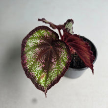 Load image into Gallery viewer, #H55 Begonia Unknown